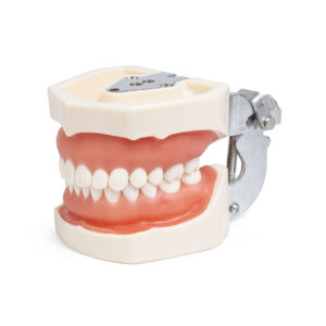 Tipodonto adulto tipo Nissin con platina metálica 28 dientes