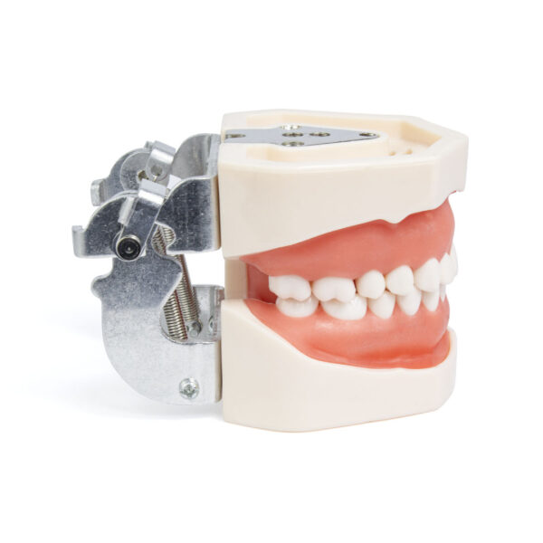 Tipodonto adulto tipo Nissin con platina metálica 28 dientes - Imagen 2