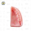 Modelo Simulador De encia Para Practicas De Sutura Incisiones dentales Reutilizable Zomy