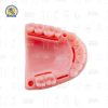 Modelo Simulador De encia Para Practicas De Sutura Incisiones dentales Reutilizable Zomy