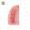 Modelo Simulador De encia Para Practicas De Sutura Incisiones dentales Reutilizable Zomy